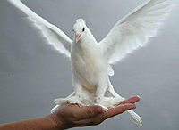 White Dove